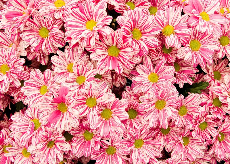 Pink And White Flower Background Stock Photo Image of chrysanthemum