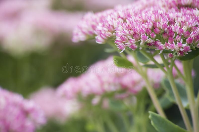 Pink and White Flower in Garden Stock Image Image of focus, marriage 78569287