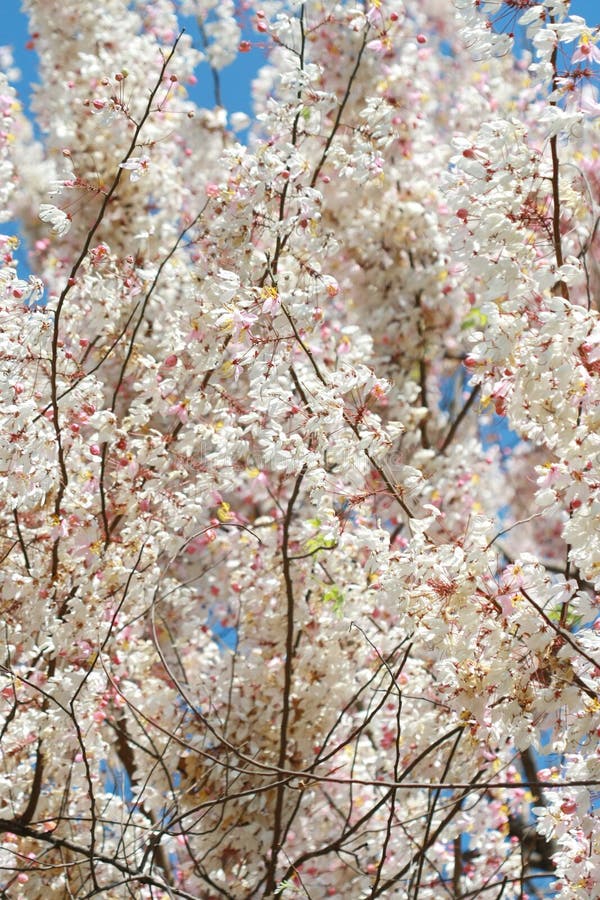Pink white flower tree stock photo. Image of blue, life 34806462