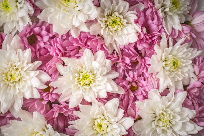 Pink and White Flowers Background Closeup Stock Photo Image of assortment, romantic 73688500
