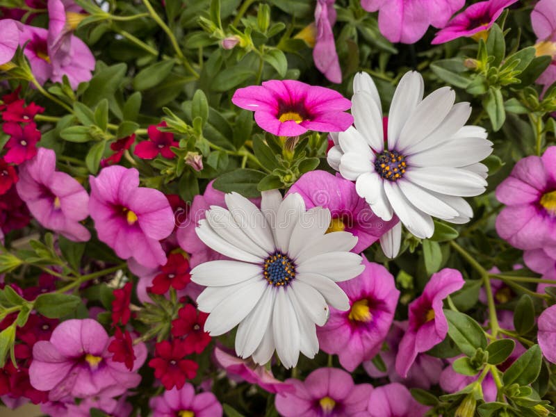 Pink and White Flowers in the Garden. Stock Photo Image of pink, blossom 221110728