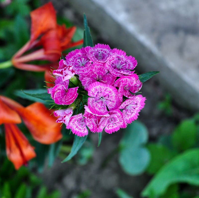 Pink and White Flowers in the Garden Stock Photo Image of summer, bouquet 85381504