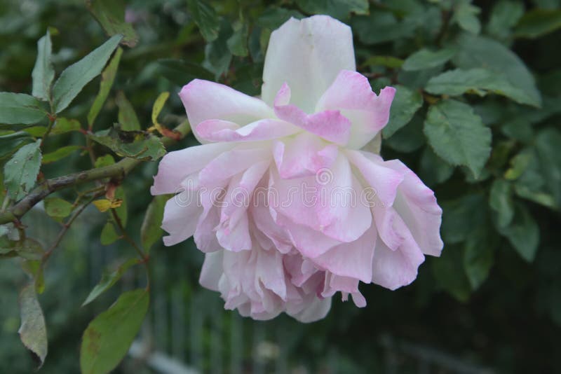 Pink and White Flowers of the Rose in the Park. Stock Photo Image of