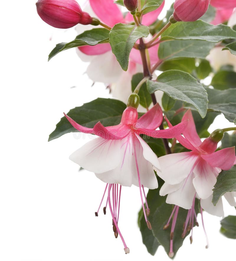 Pink and White Fuchsia stock image. Image of fuchsia 30697773