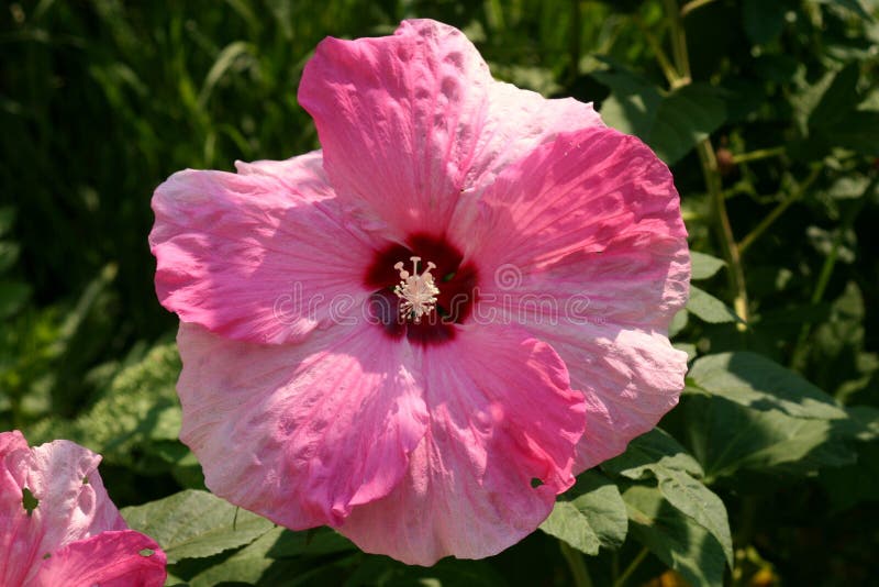 Pink and white hibiscus. stock image. Image of white - 47343171