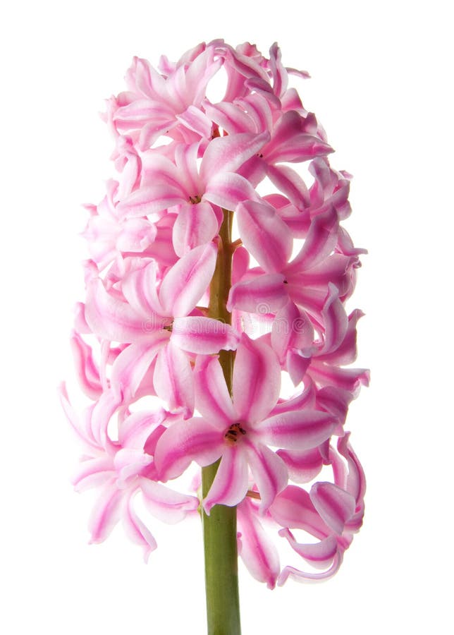 Pink And White Hyacinth Flower Stock Photo Image of blooming