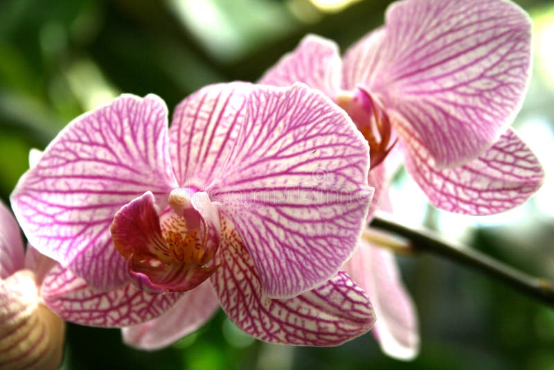 Pink and white orchids stock image. Image of magenta, pink - 4550165