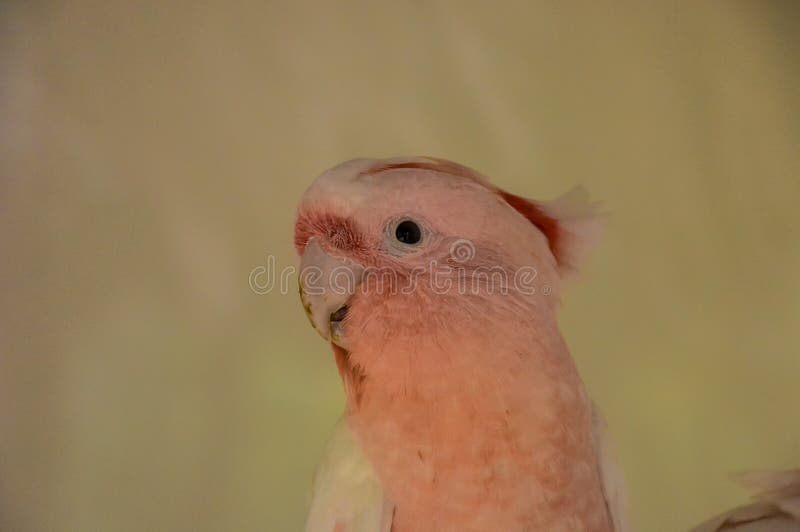 A pink and white parrot is standing on a white background stock images