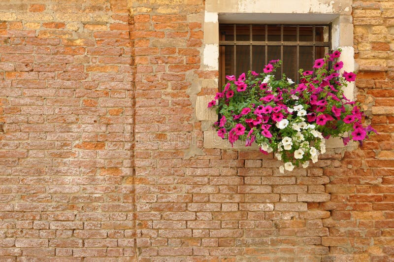 Pink and white petunia flowers on the windowsill of a brick Italian home