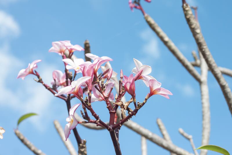 Pink and white Plumeria, Frangipani or Temple Tree on blue sky background. Pink and white Plumeria, Frangipani or Temple Tree bloom on blue sky background royalty free stock photo Pink and white Plumeria, Frangipani or Temple Tree on blue sky background. Pink and white Plumeria, Frangipani or Temple Tree bloom on blue sky background royalty free stock photo