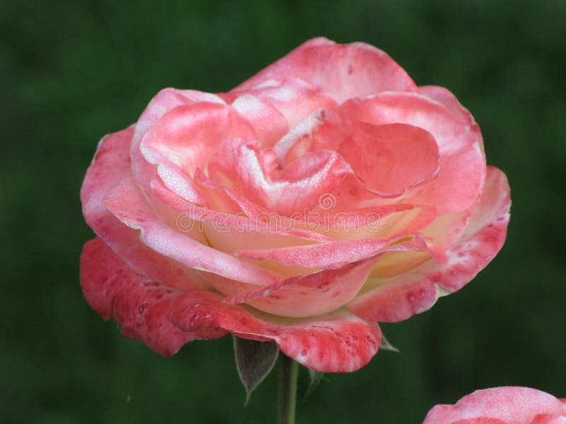 Pinkwhite rose stock photo. Image of bouquet, flower 76520384