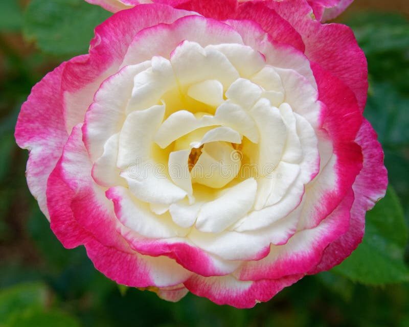 Pink White Rose Flower in the Garden Stock Photo - Image of pattern ...