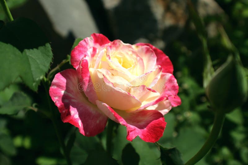 Pink- White Rose in the Garden. Stock Photo - Image of flower ...