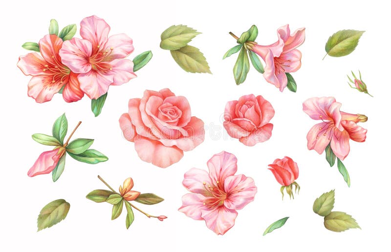 Pink white rose vintage azalea lily flowers set isolated on white background. Watercolor colored pencil illustration.