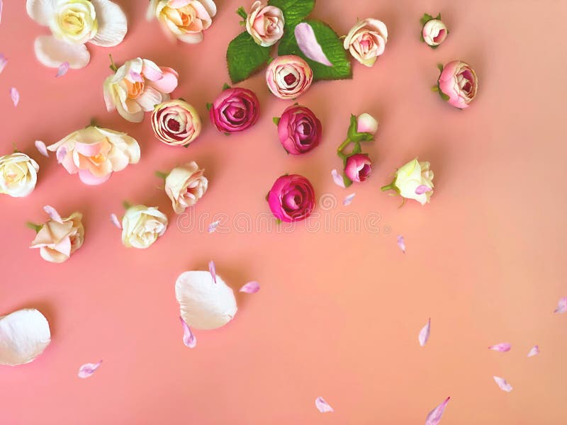 Pink white roses bouquet on yellow floral background copy space happy romantic wishes quotes text for Valentine , women day a stock photo Pink white roses bouquet on yellow floral background copy space happy romantic wishes quotes text for Valentine , women day a stock photo