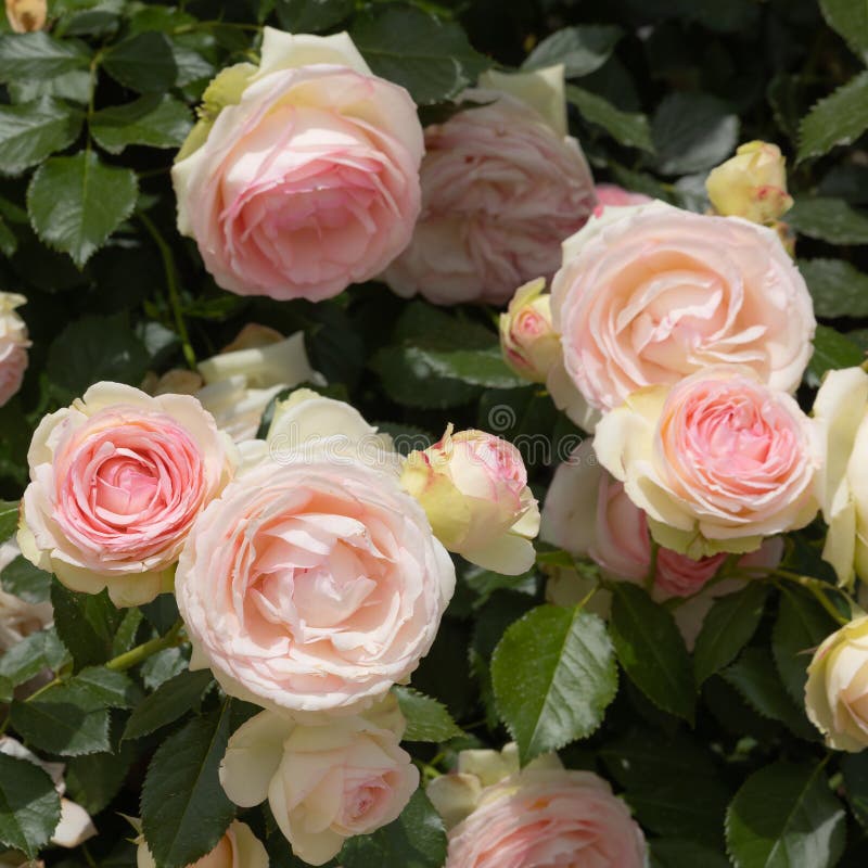 Pink and White Roses in Full Bloom in the Sun Stock Photo Image of