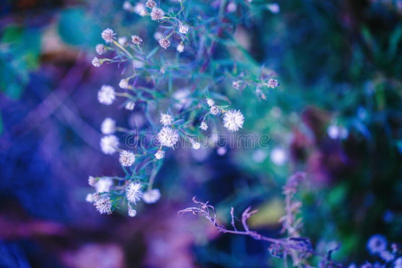 pink white small flowers on colorful dreamy magic green blue purple blurry background, soft selective focus, macro