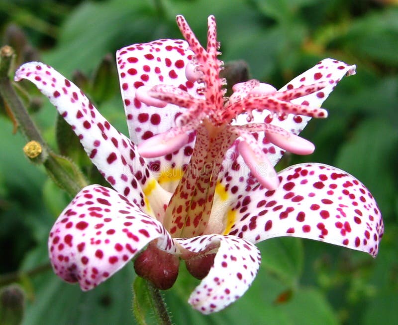 Pink-and-white Spotted Flower Picture. Image: 86690727