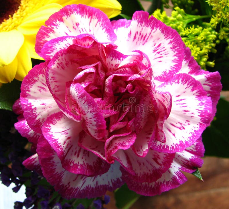 Pink-and-white Striped Flower Picture. Image: 86690917