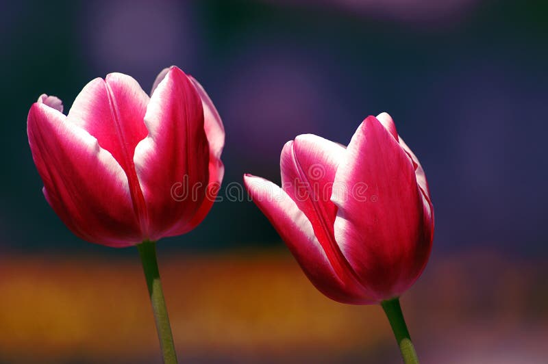 Pink and white tulips stock image. Image of white, flower 2565569