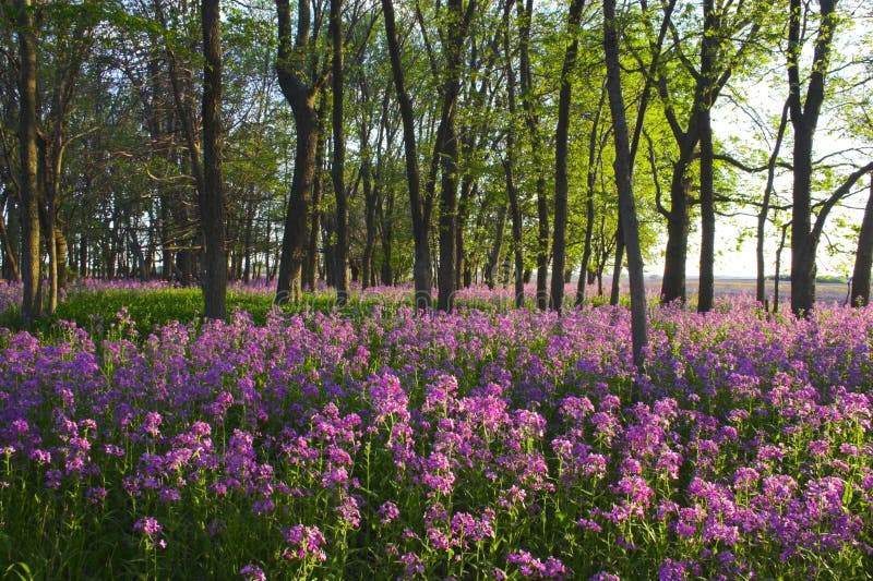 Pink Wild Flowers and Forest Stock Image - Image of summer, morning ...