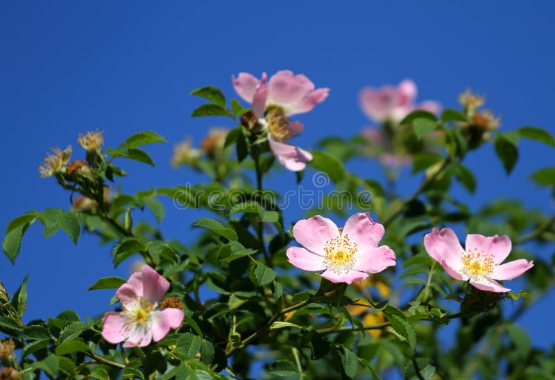 Pink Wild Roses in a Bush of Thorns in Spring Stock Image - Image of