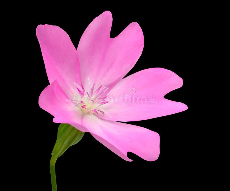 Pink WildFlower with Green Stick Isolated on Black Background stock images