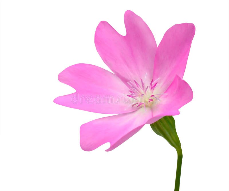 Pink WildFlower with Green Stick Isolated on White Background royalty free stock photos