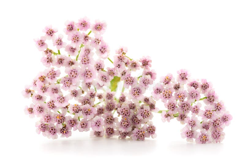 Pink yarrow flowers stock image. Image of officinal - 289489551