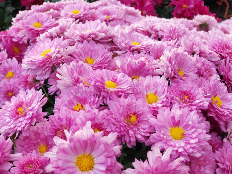 Pink Mums Flowers Crysanthemums Close Ups Stock Photo Image of