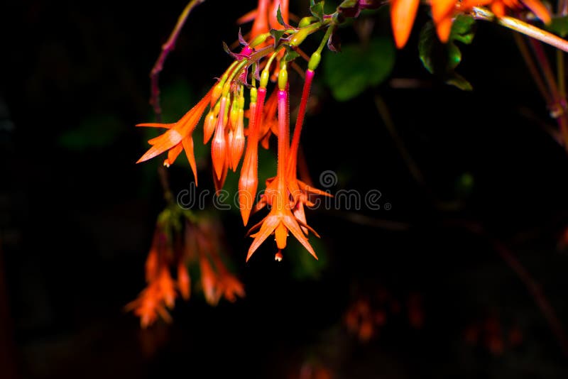 Pink Yellow And Orange Flower Macro Photography Picture. Image 83024518