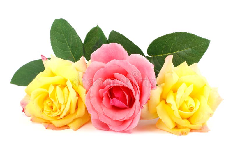 Pink and yellow roses stock image. Image of decoration 26241821