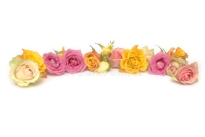 Pink and yellow roses stock image. Image of flower, yellow 13159629