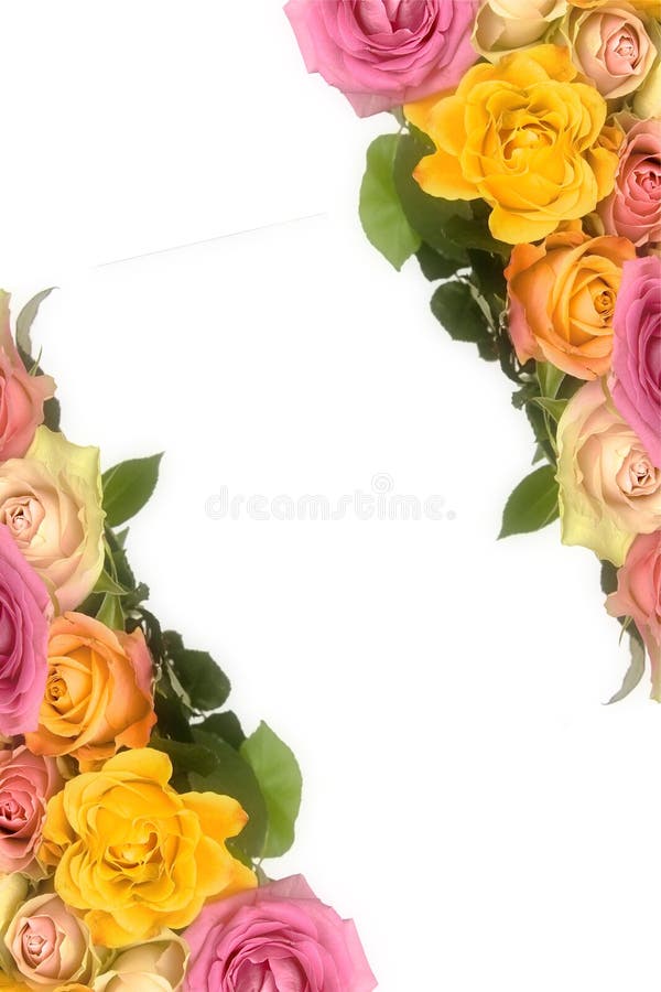 Pink and yellow roses stock image. Image of white, blurry 13159561
