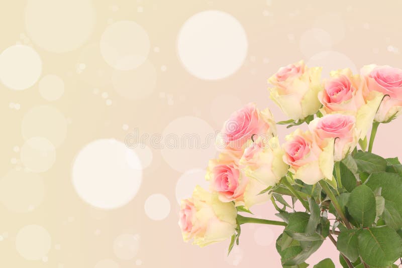 Pink Yellow Roses on an Abstract Background Stock Image Image of gift