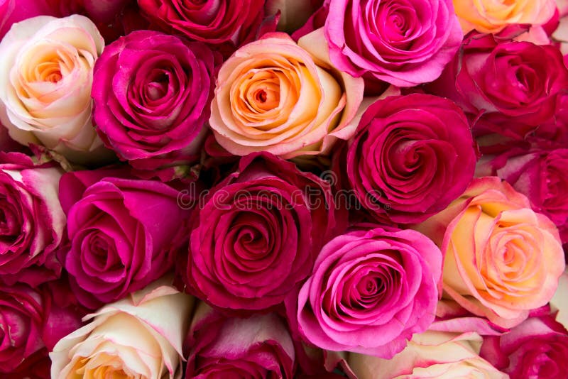 Pink and yellow roses stock image. Image of pink, bouquet 72380683