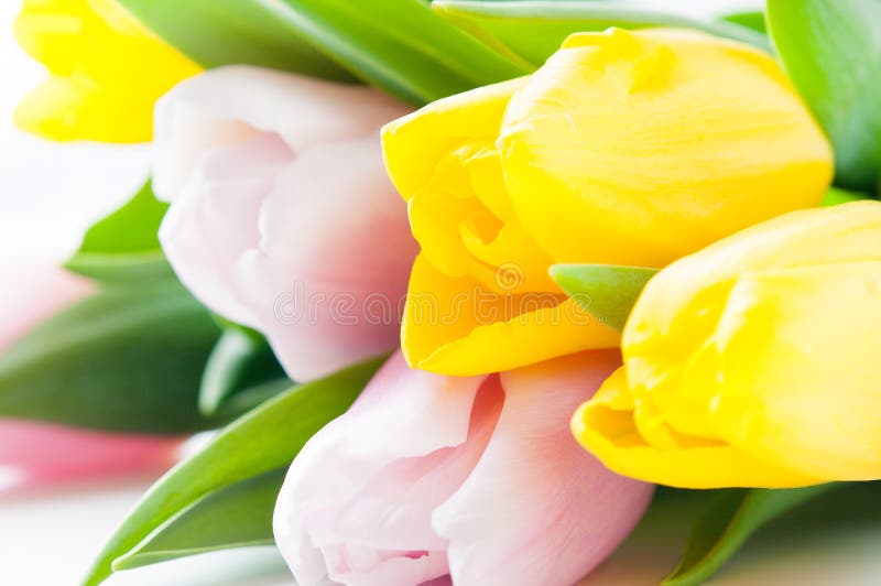 Pink and yellow tulips