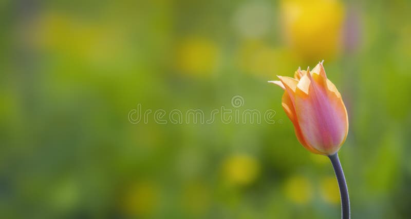 Pink and yellow tulips flower field spring background. Selective focus.