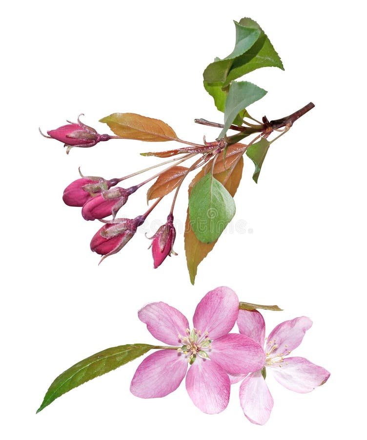 Azalea Flower Isolated on White Stock Image - Image of closeup, delicate:  39737725