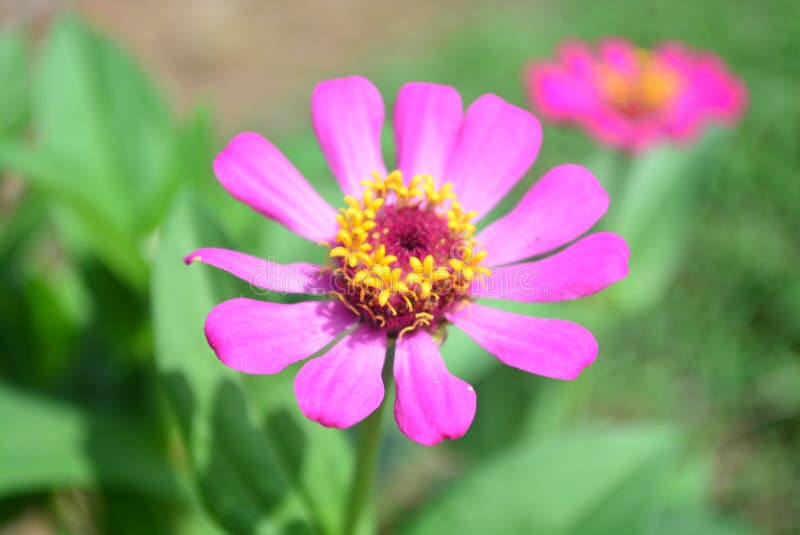 Pink Zinnia Flower stock image. Image of daisy, field 252395349