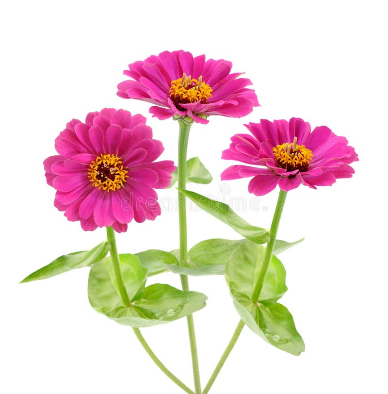 Pink zinnia stock photo. Image of beauty, isolated, bright ...