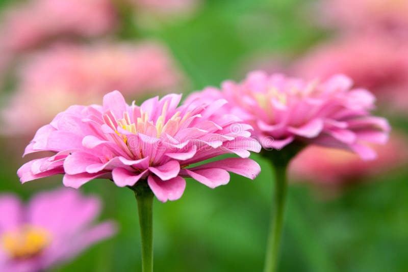 Pink Zinnia flowers stock photo. Image of garden, floral 28524544