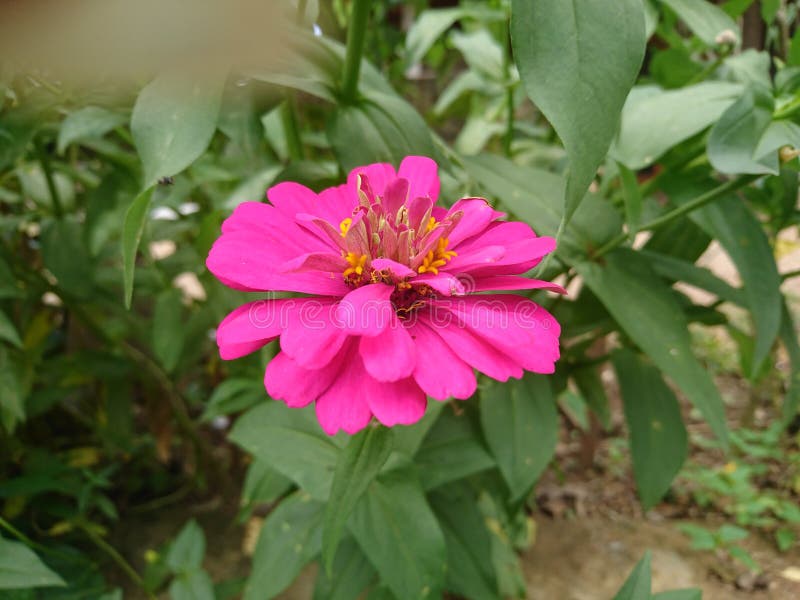 The Pink Zinnia