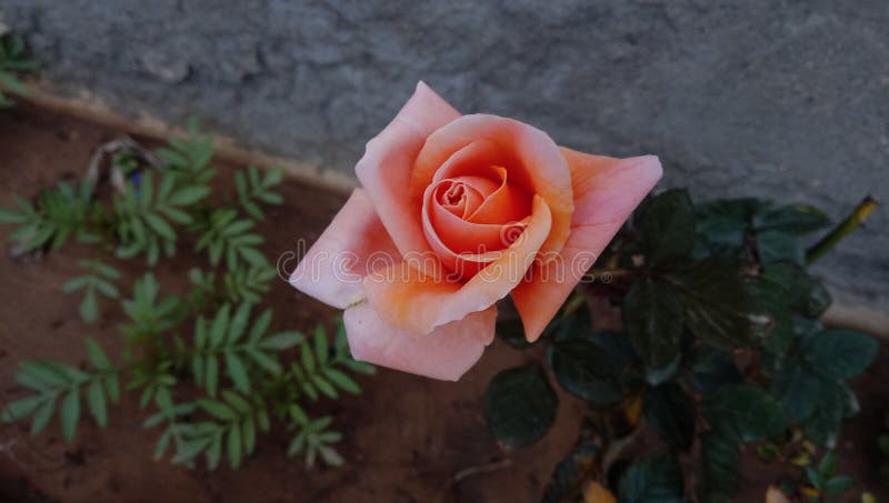 pink розовая стоковые изображения pink розовая стоковые изображения
