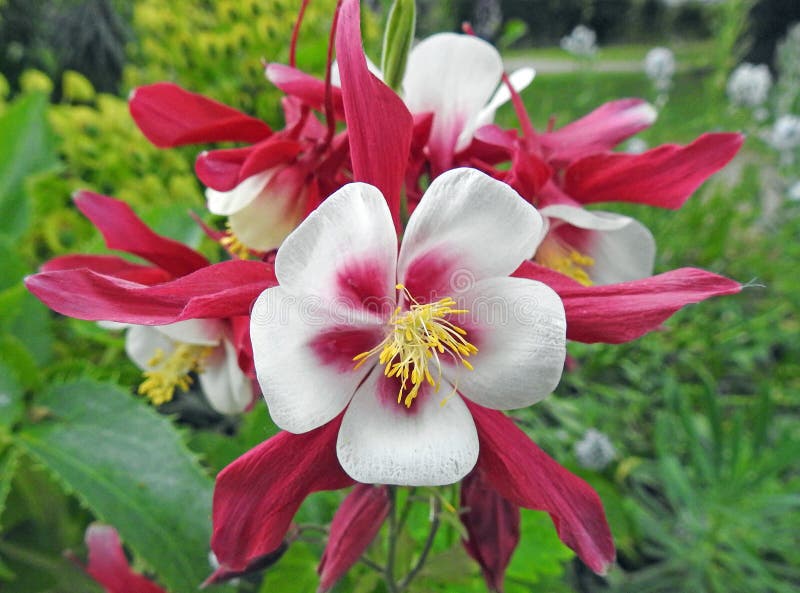 Pinkfarbene Staubgef?sse der Fr?hlingsblume in voller Bl?te f?hren Gartenwiesen-Blumenanlagen der Blumenbl?tter h?bsche einzeln a stockfoto Pinkfarbene Staubgef?sse der Fr?hlingsblume in voller Bl?te f?hren Gartenwiesen-Blumenanlagen der Blumenbl?tter h?bsche einzeln a stockfoto