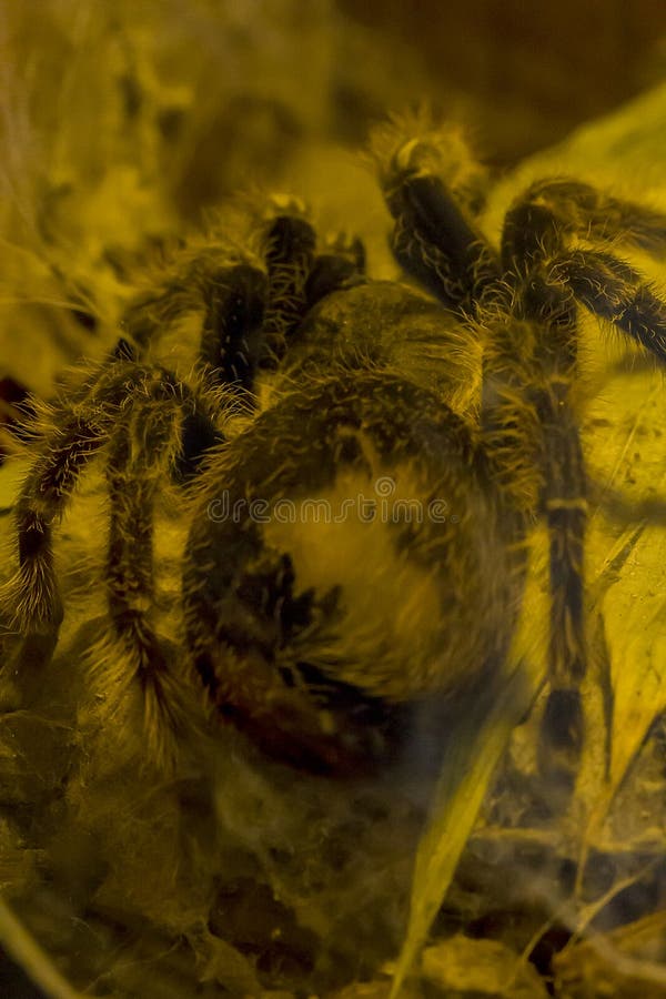 Pinkfoot Goliath tarantula w naturze rzadko widzią obraz royalty free Pinkfoot Goliath tarantula w naturze rzadko widzią obraz royalty free