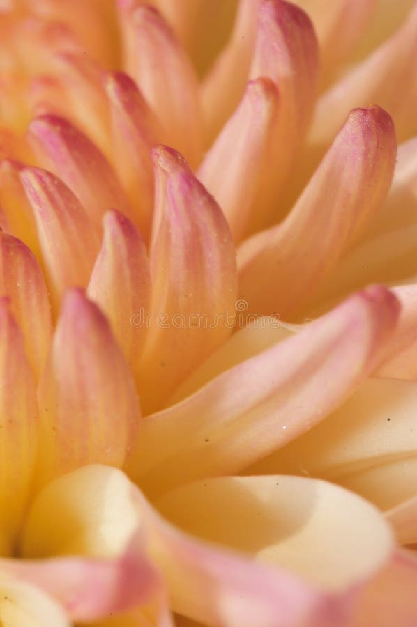 Pinkish Chrysanthemum Series 9