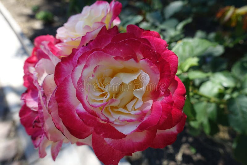 Pinkish Red and White Flower of Garden Rose Stock Photo - Image of ...