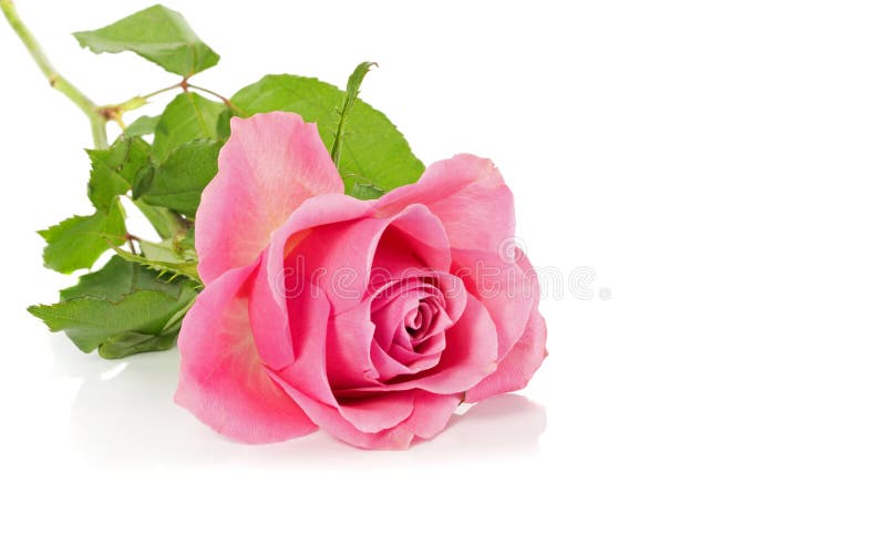 Pinkrose som isoleras på wite royaltyfria foton