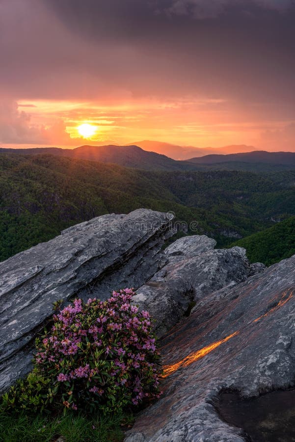 Pinkshell azalea και sunset sky στοκ φωτογραφία